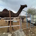 ثنيه طفاح وفوق البداوه