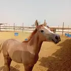 مهر شعبي العمر 7 شهور