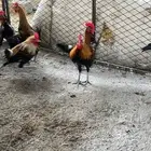 ديوك عربي للبيع