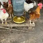 ديوك لوهمان