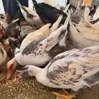 بط بلدي