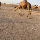 ناقه حمرا