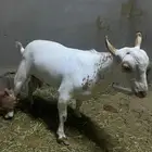 تيس عماني