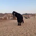 فحل عارضي صنف معرف
