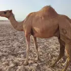 خلفة ساحليه رقم 1