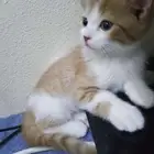قط شيرازي للتبني