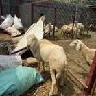 فحل بلدي فاخر