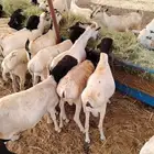 برابر و تيوس مرابي للبيع فرصة للتجار و المربين