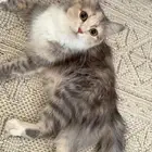 قطه ضايعه امانه اللي يشوفها او يلقاها