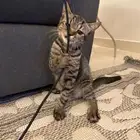 قطط للتبني