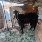 تيس فحل