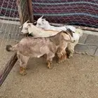 عرس 3 تيوس