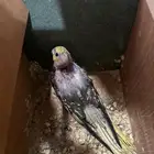 كروان اليف