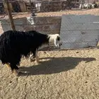 نجدية رباع