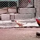 ديك ودجاجه بلدي شرط الصامل يجي خاص الموقع العارضه