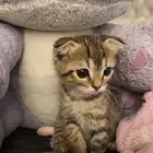 قطط