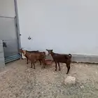 معزا تالي حليب