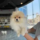 بومرينيان ذكر Pomeranian