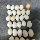 بيض دجاج بلدي