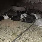 ارانب للبيع