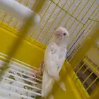 للبيع طيور حب وروز
