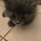 4 Nebelung-Scottish Fold Mix Kittens for Sale