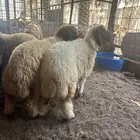 رخل نعيم