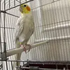 للبيع كروان اليف