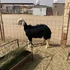 طلي نجدي مشروع فحل