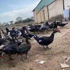 بط بلدي حوالي 100 الزايد والناقص بحقه