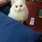 قط للتبني