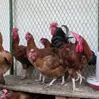 دجاج فرنسي احمر جامبو بيور