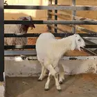 خروف حري ( تم البيع )