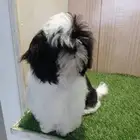 جزز شيتزو بيور shihtzu peur
