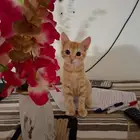 قط للتبني