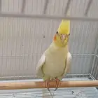 جوز كروان للبيع