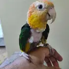 ببغاء كايكي وايت بيلي اليف ربوه كايك