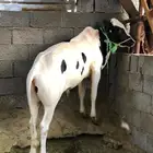عجل هولندي سمين