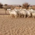 رخال حرية صنف فاخر