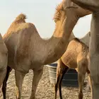 ناقه حره للبيع سنها ثنيه