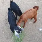 تيوس نظيفه وشرط فل شحن