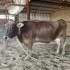 بقره سويسريه براون بكر دافع نادره