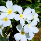 جميع انواع الشتلات والأشجار توصيل وزاعه