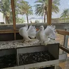 بحره