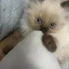 قط همالايا