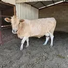 بقره دافع منيحة طيب