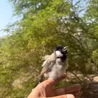 بلبل عربي
