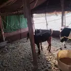 تث الثل عصير ت