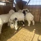 ذبايح طليان مع الذبح والتوصيل