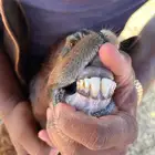 رخل ثنية مضرع